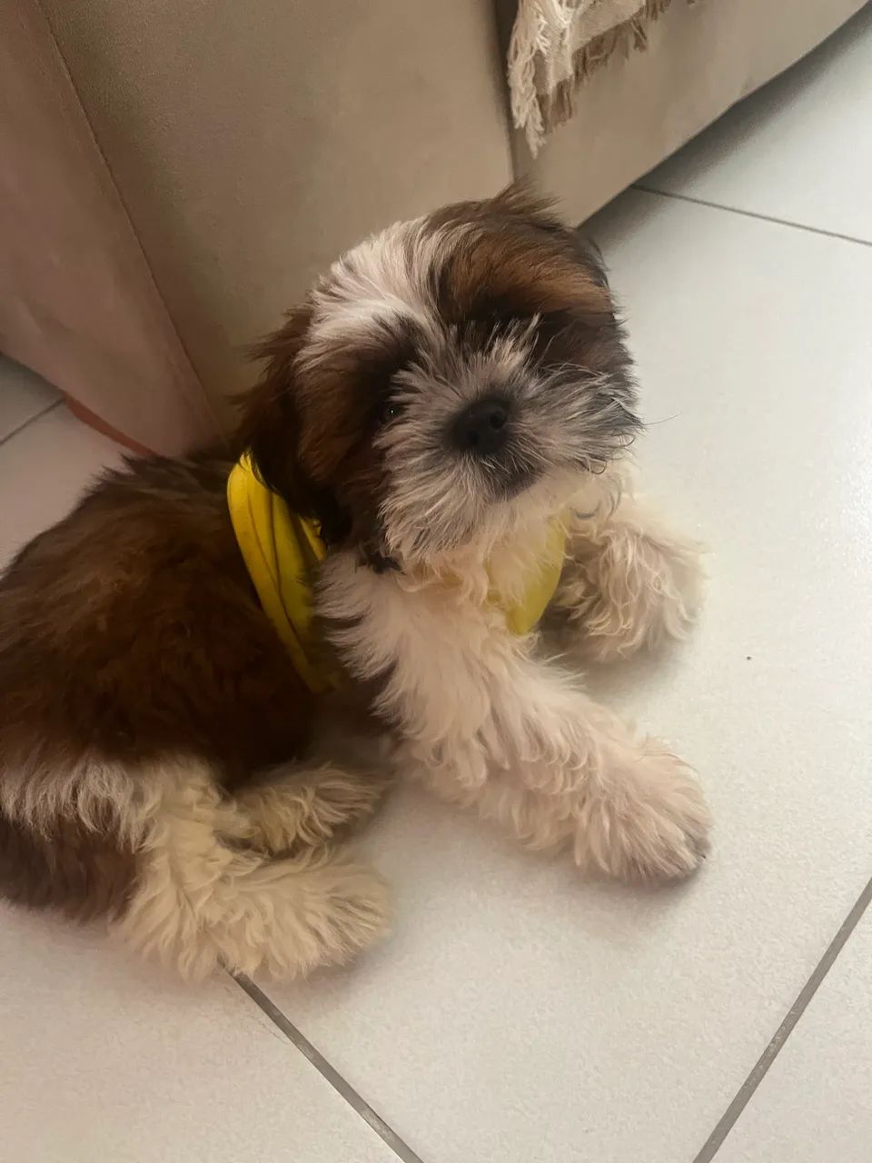 Filhote shih tzu