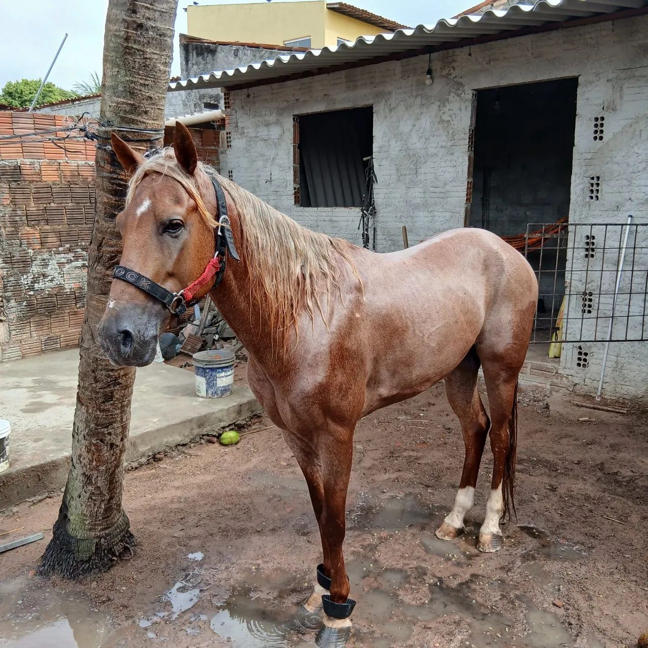 Cavalo de canhoto  - Foto 2