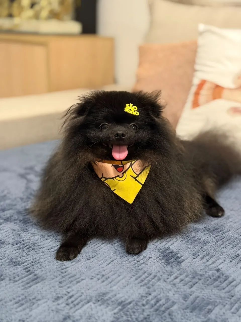 Lulu  - Foto 2