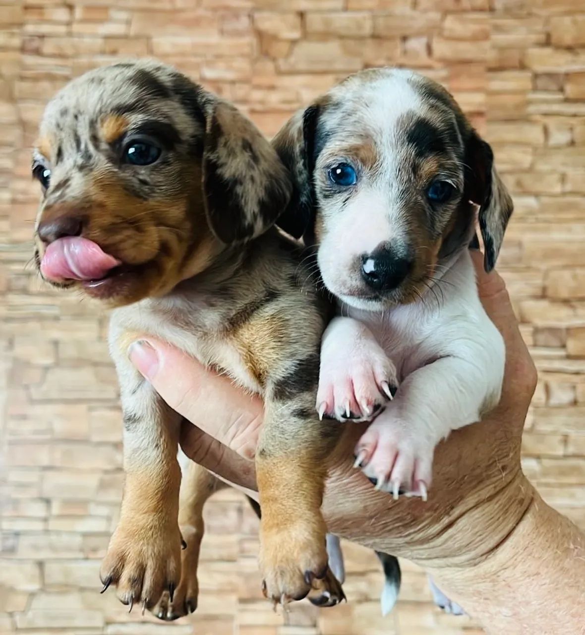 Teckel fêmeas alerquin