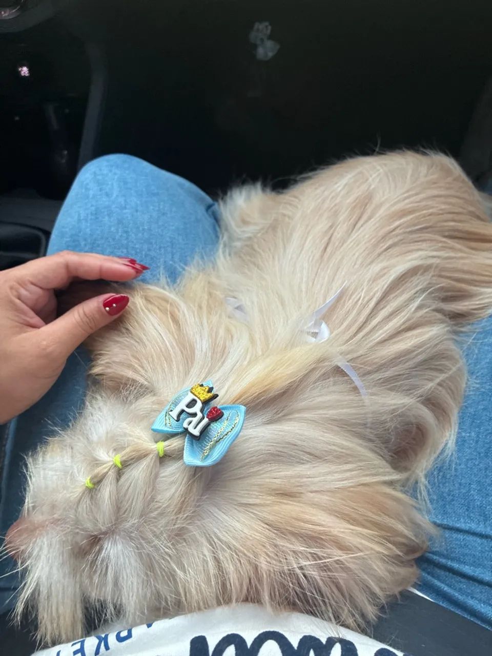 Filhote Lhasa Apso - Foto 2