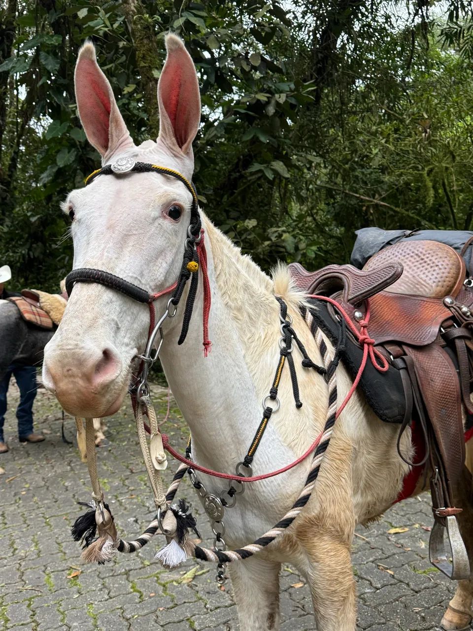 Mula mansa marchadeira  - Foto 4