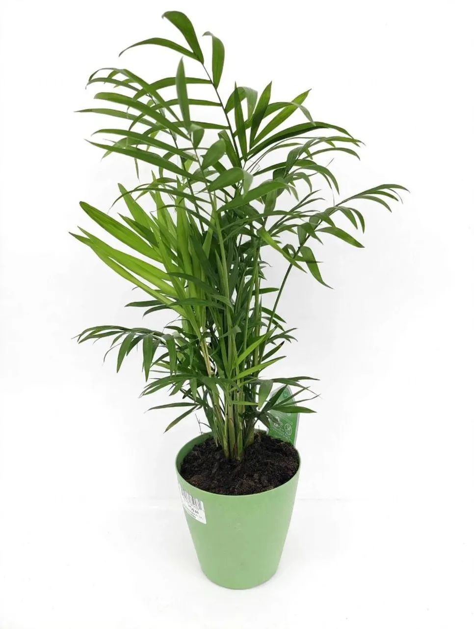 Planta chamaedorea ar mais puro - Foto 2