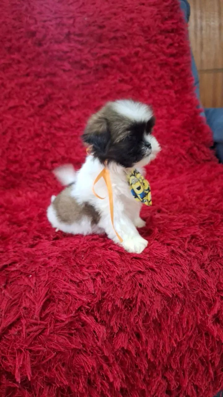 Bebês de shih tzu mini - Foto 3