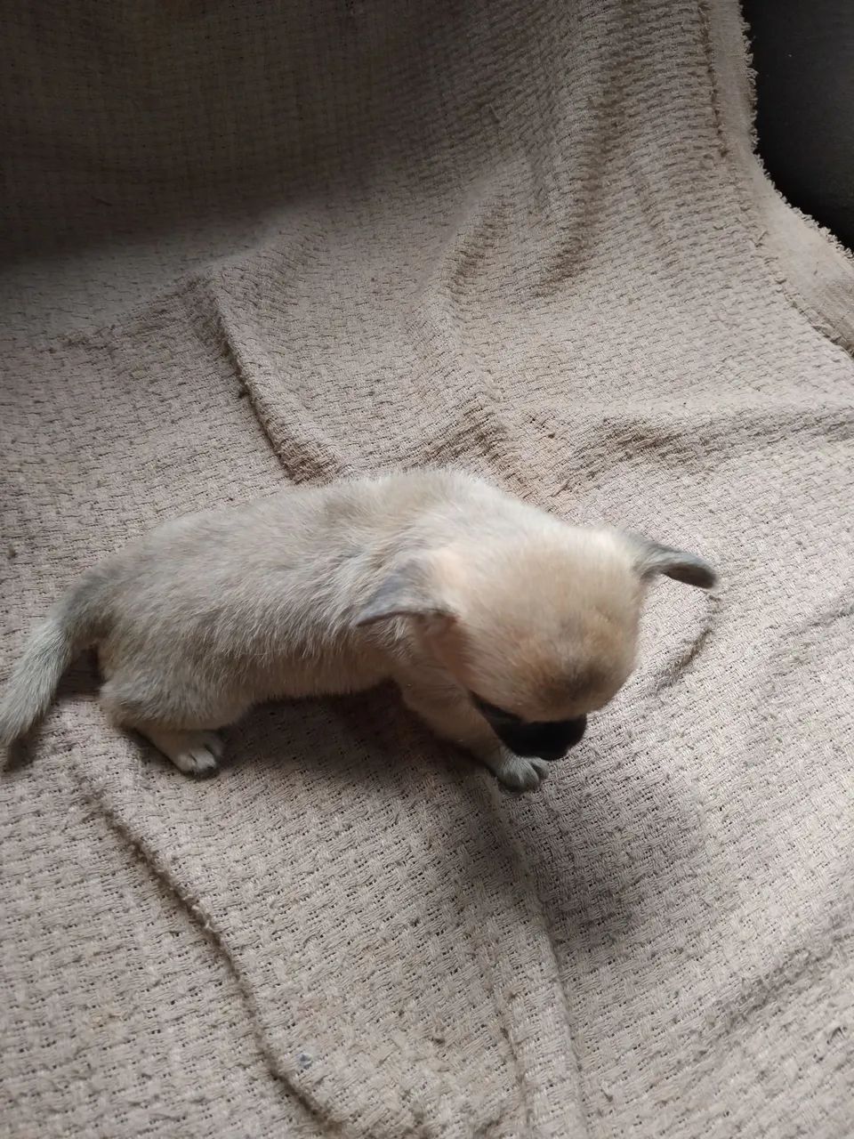 Chihuahua pelo curto  - Foto 4