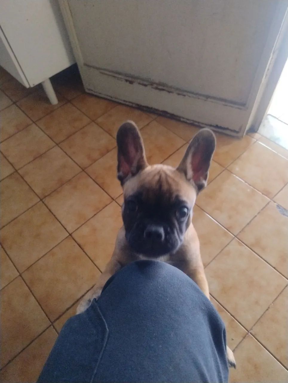 Budogue francês 