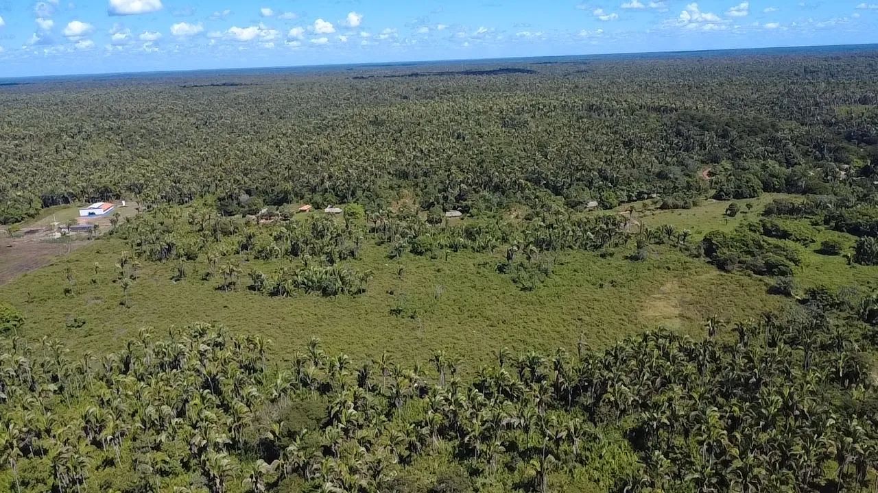 Fazenda 830 hectares  - Foto 2