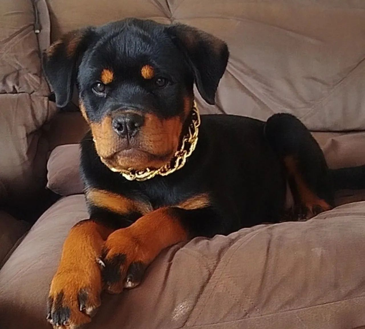 Fêmea Rottweiler 3 meses - Foto 3