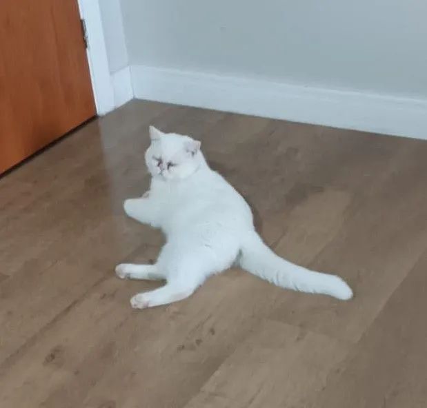 Gato Persa Branco com Olhos Azuis - Foto 6