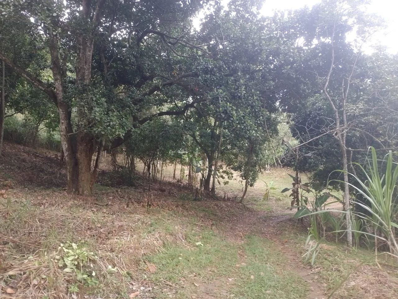 Vendo sítio em Jaceruba - Foto 2