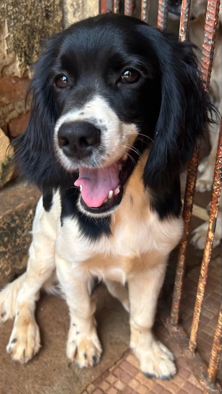 Filhote Cocker Spaniel 