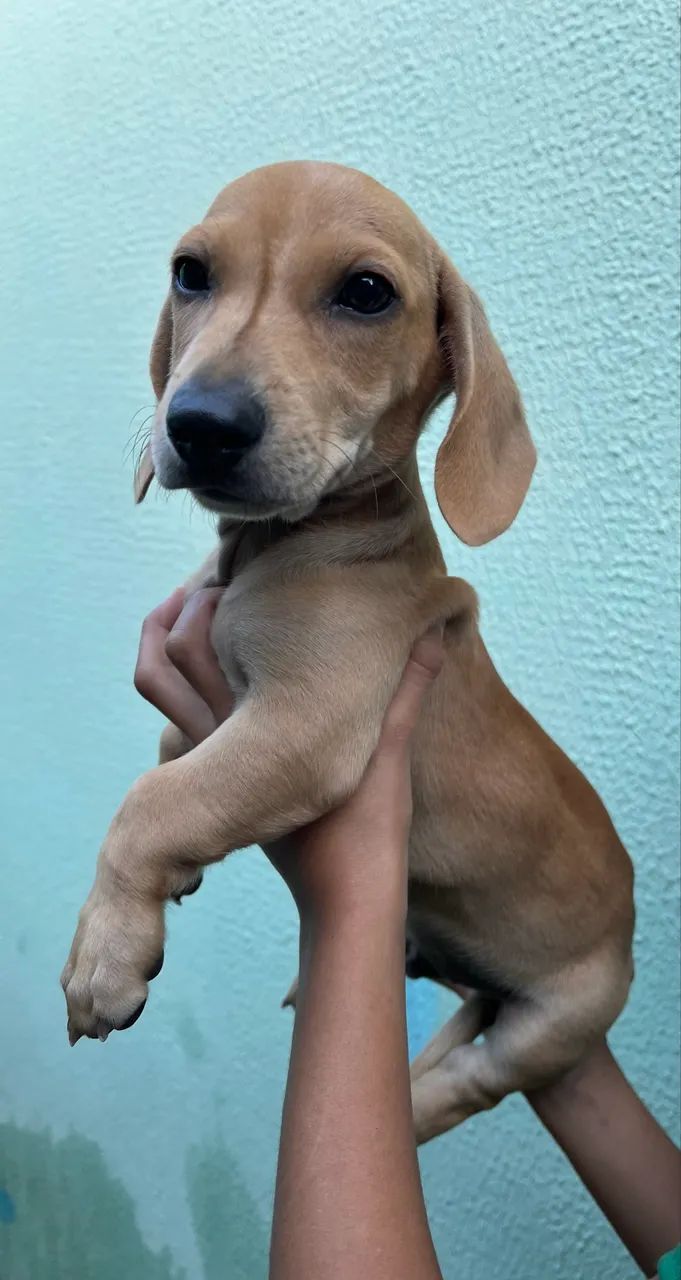 Dachshund MACHO FILHOTE - Foto 4