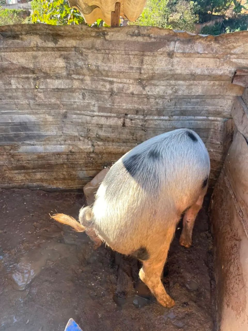 Vender  barron 9 meses  - Foto 2