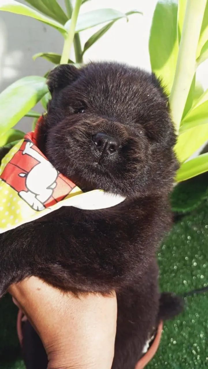 Chow chow - Foto 2