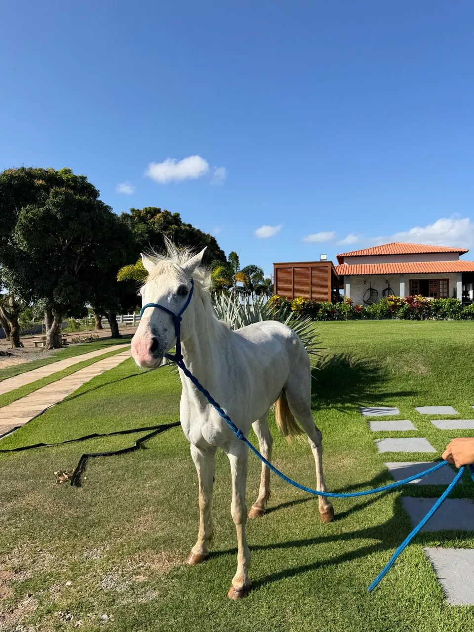 Cavalo quarto de milha  - Foto 5