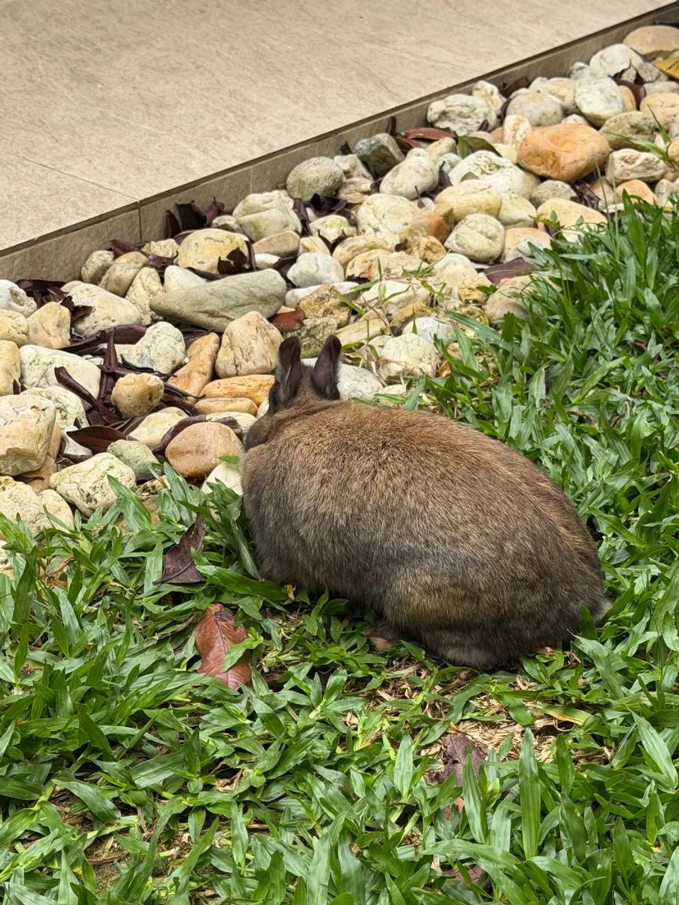 Mini coelho Netherland Dwarf - Foto 4