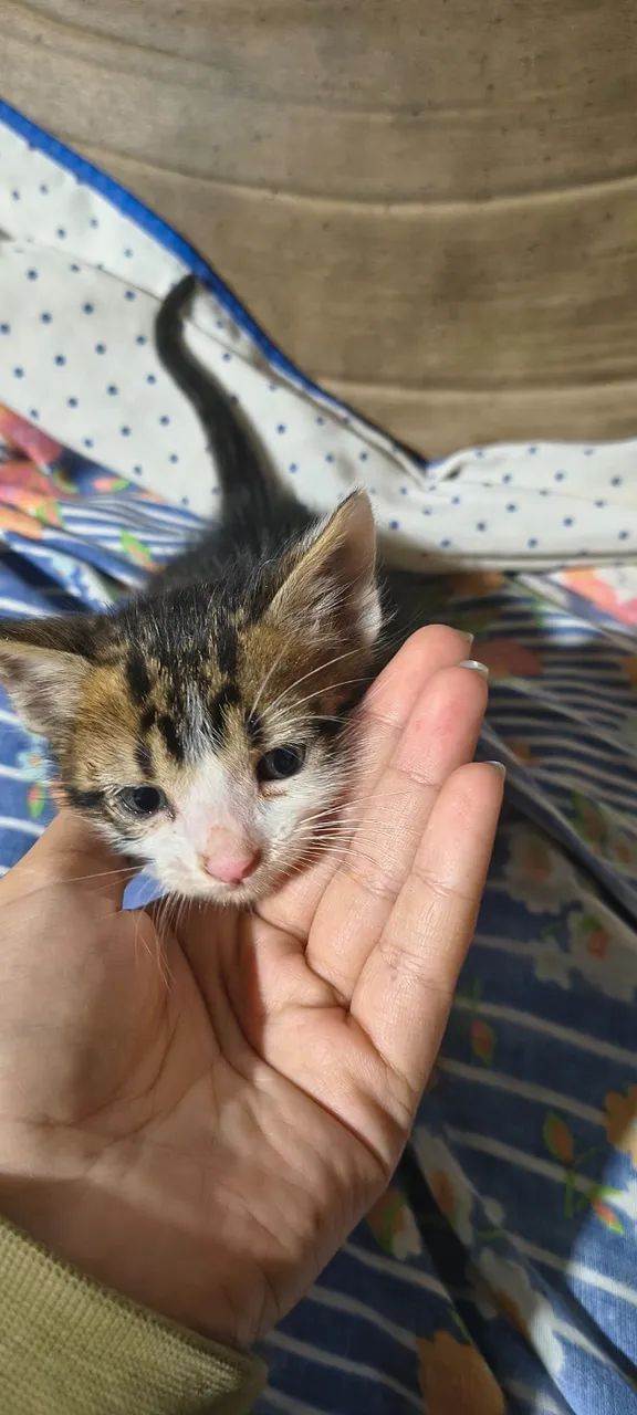 Gatinhos para adoção  - Foto 2