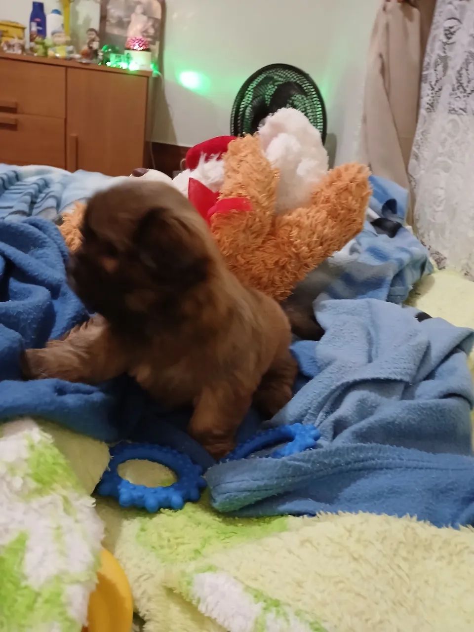 Lhasa apso machinho - Foto 5