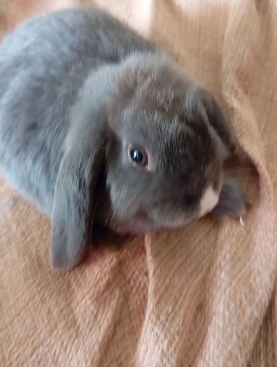 Lindos coelhos, da raça mini lop Uruguai, e fuzzy lop siamês. - Foto 2