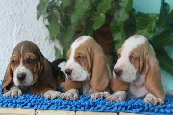 Basset Hound Filhotes