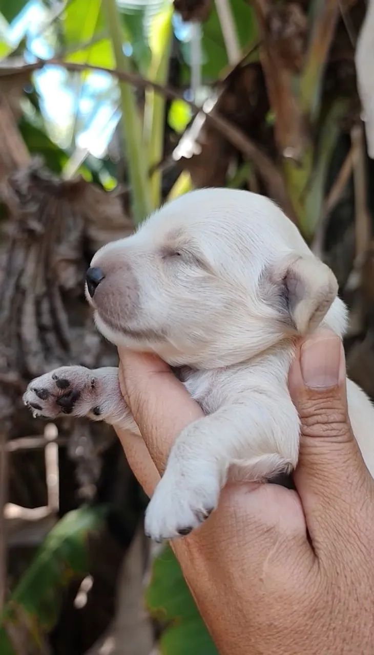 Dachshund Pelo Longo Creme 