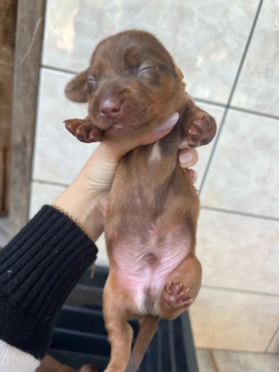 Filhote de Daschound 