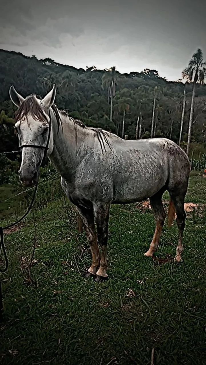 Cavalo tordilho - Foto 2