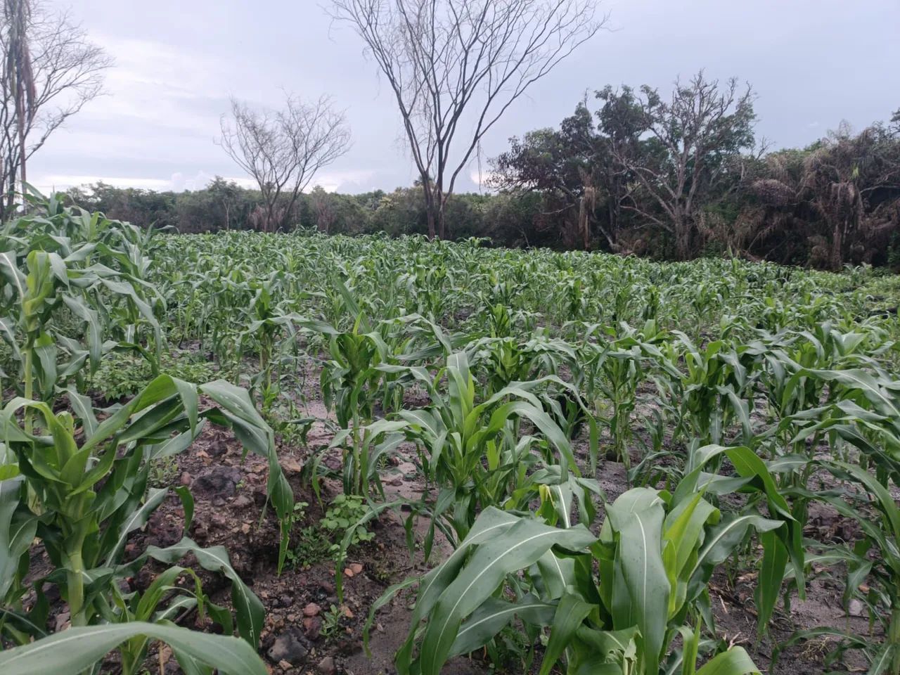 Fazenda 130ha - Foto 2