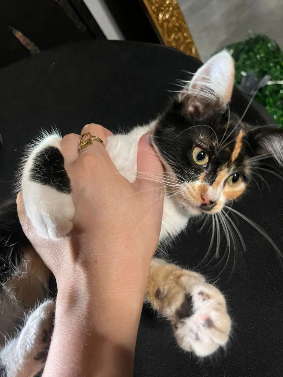 Gatinha para ADOÇÃO responsável - Foto 4