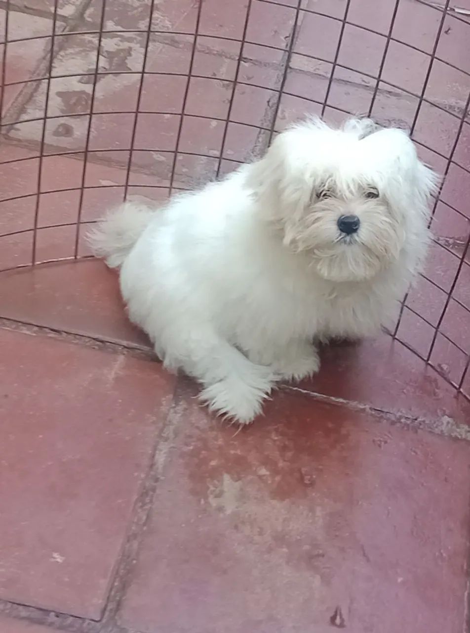 maltês macho 