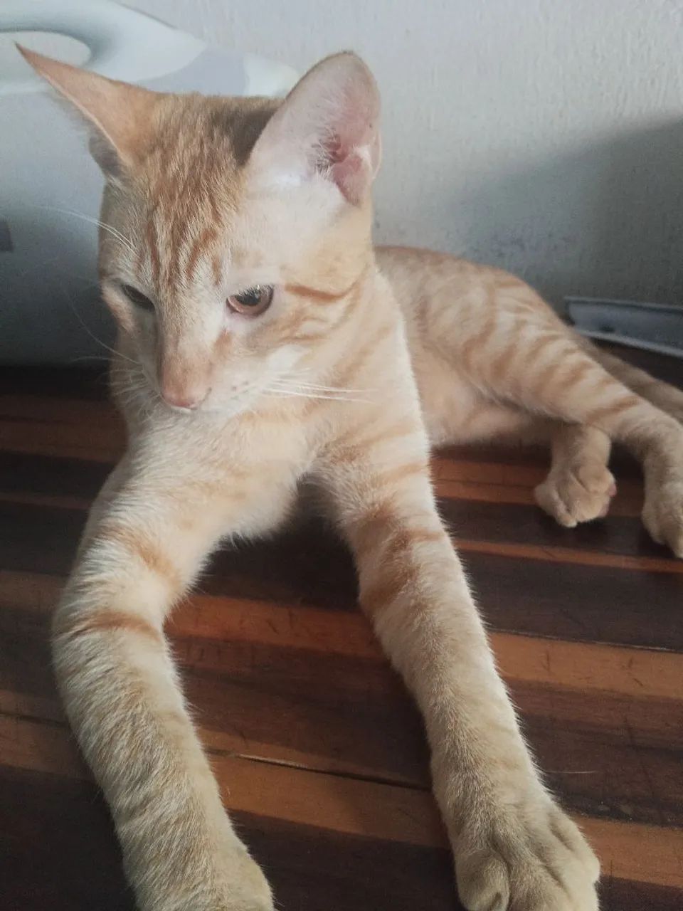Doação de gato laranja 