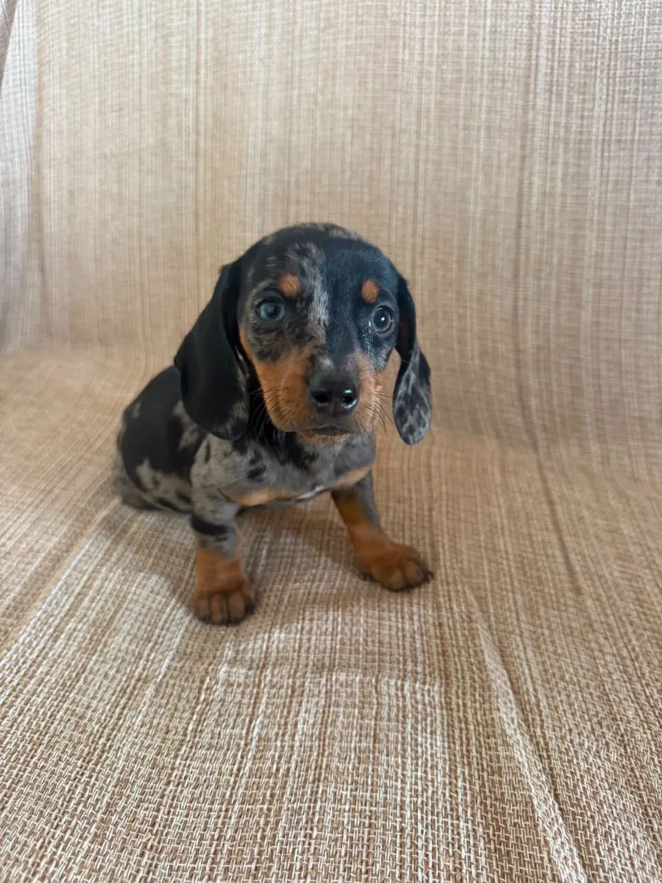 dachshund salsichinha  - Foto 2