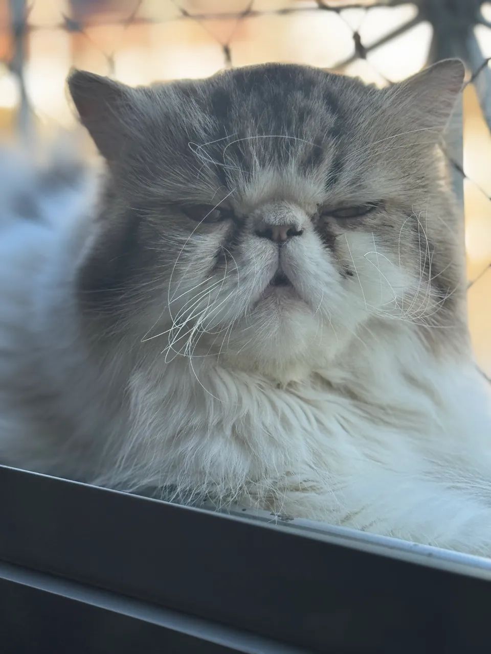 Persa fêmea 5 anos - Foto 3