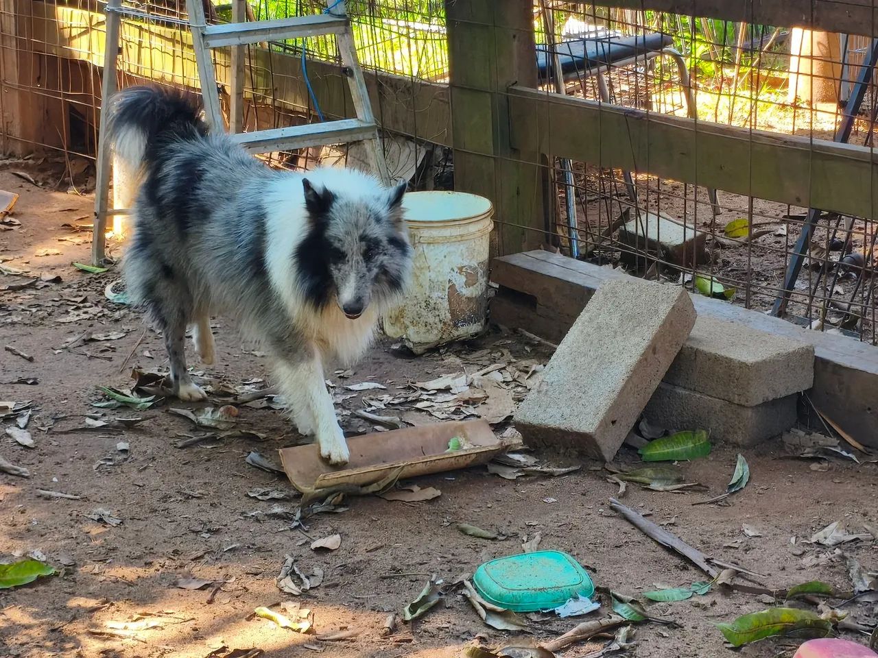 Pastor de Shetland Blue Merle - Foto 2
