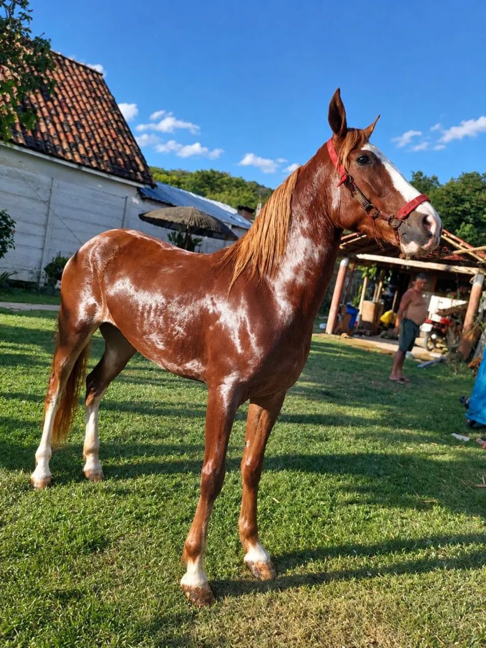 Cavalo  - Foto 2