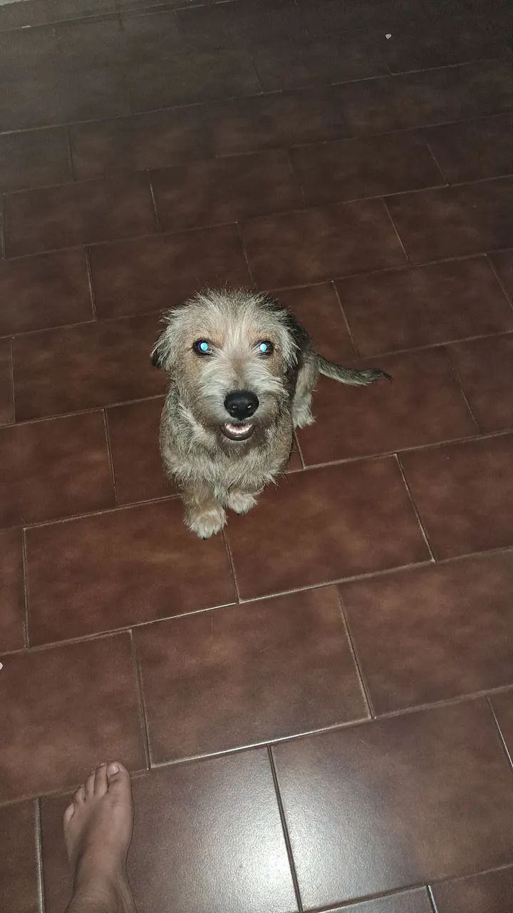 Estou doando esta cachorrinha de 1 e 6meses - Foto 2