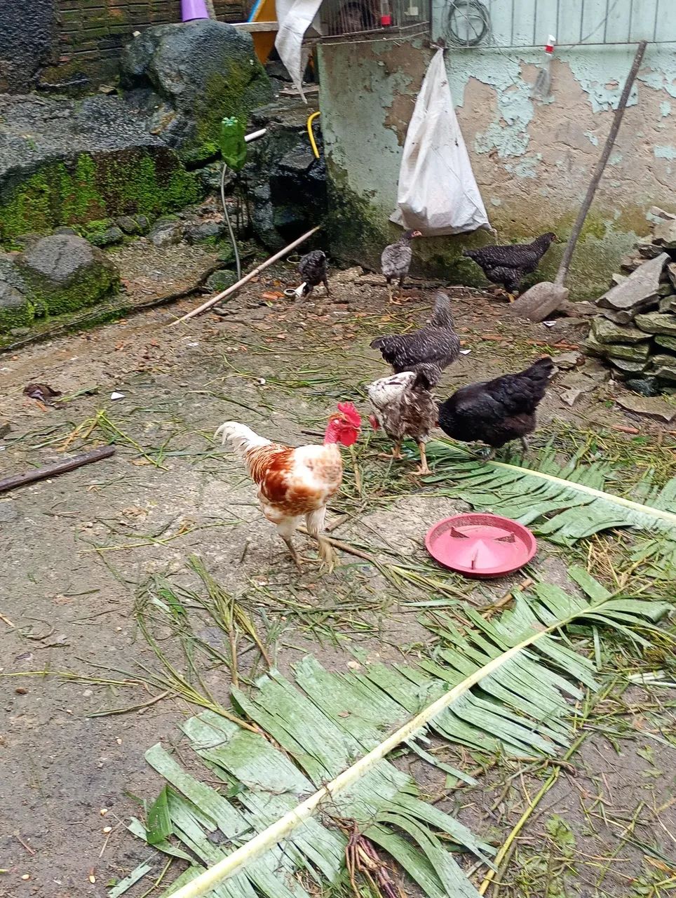 Galo  - Foto 3