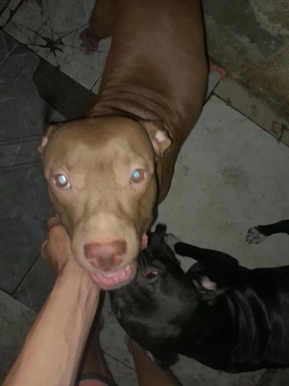 Pitbull legítimo 1 mês e 15 dias 