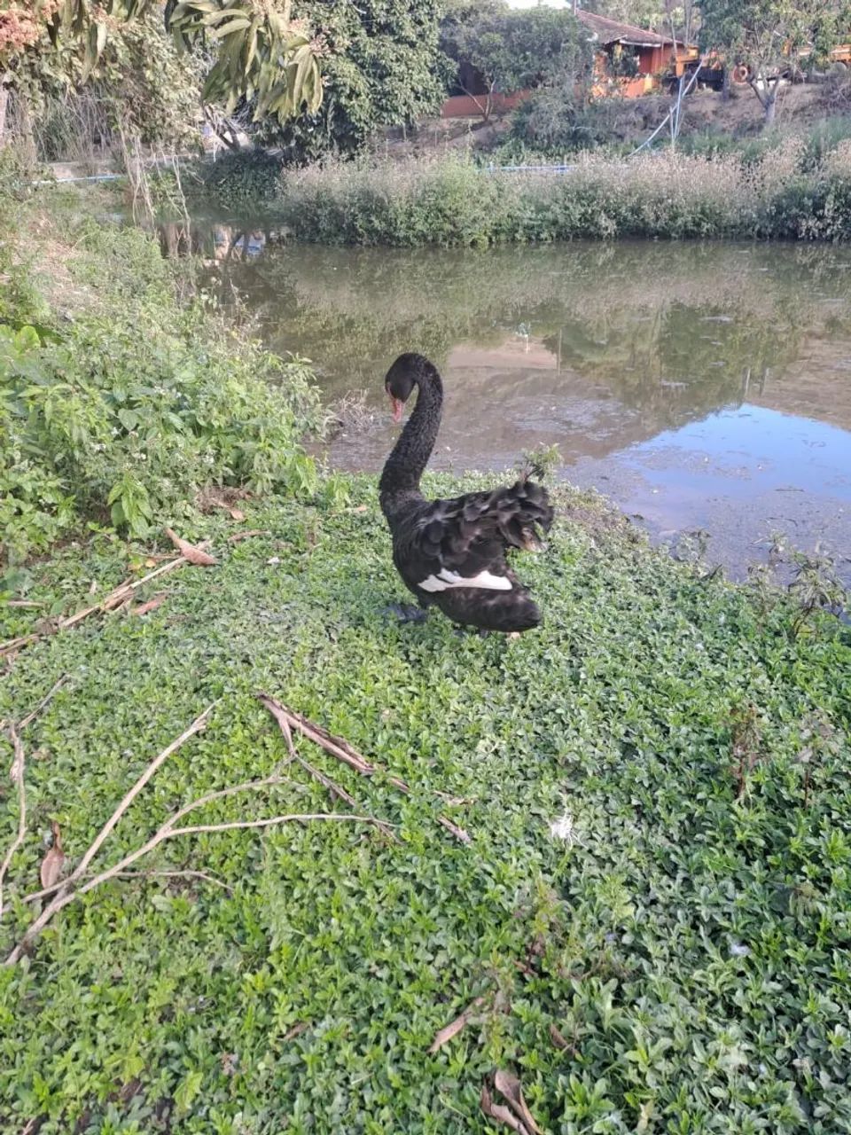 Cisne-Negro - Foto 3