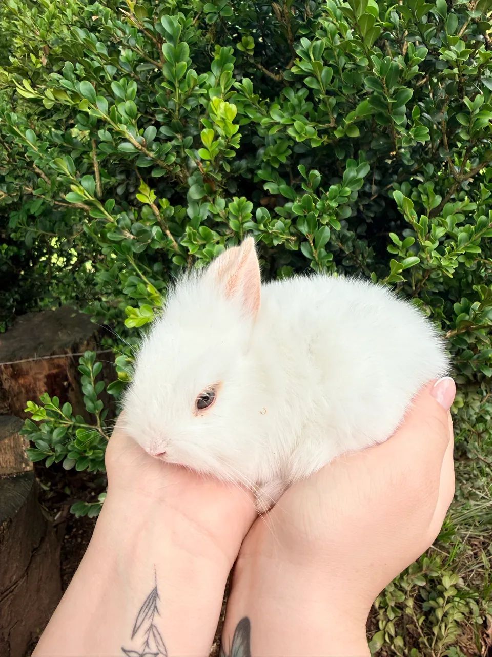 Vendo coelhos mini laion anão  - Foto 3