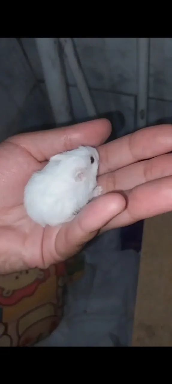 Hamster anao russo