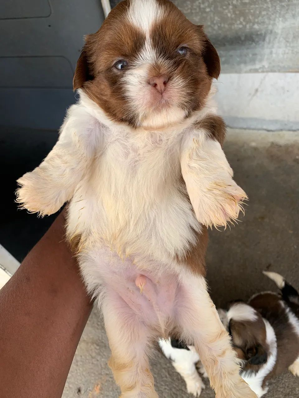 SHIH TZU LINHAGEM PEQUENA - Foto 4