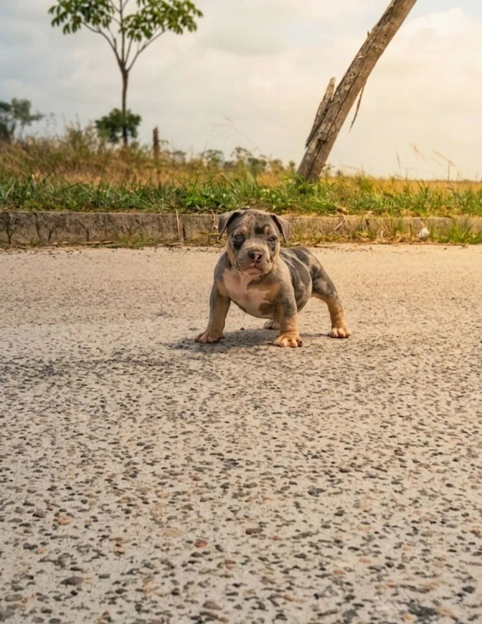 Exótic Bully Micro - Foto 2