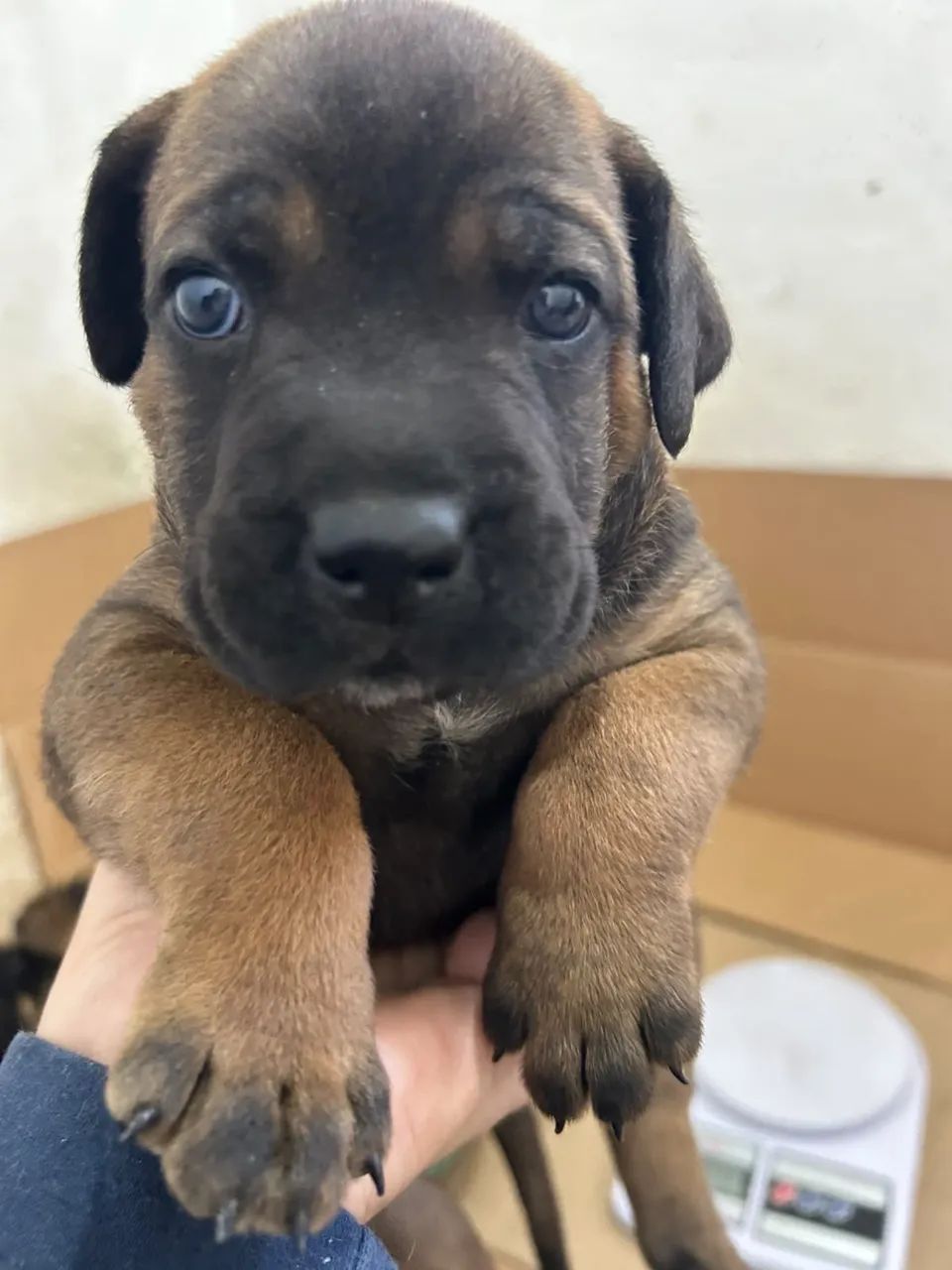 DOGUINHOS - CANE CORSO 45 dias