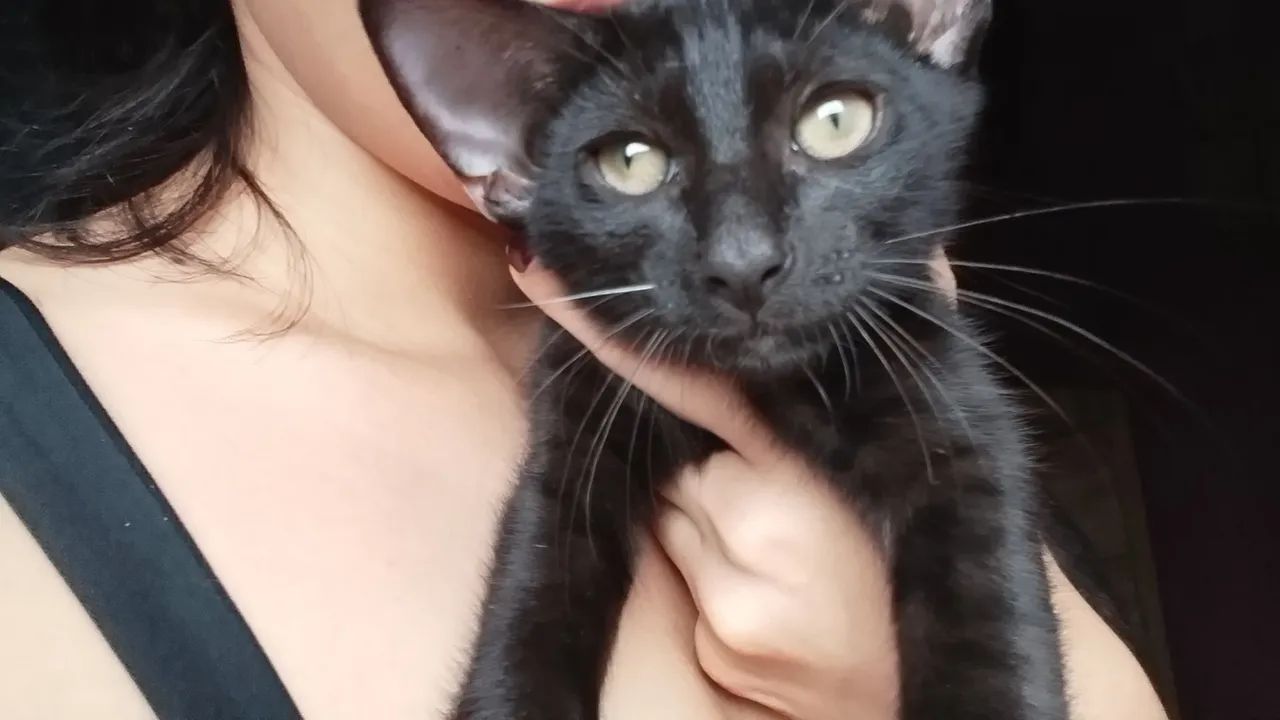 Doação de gato