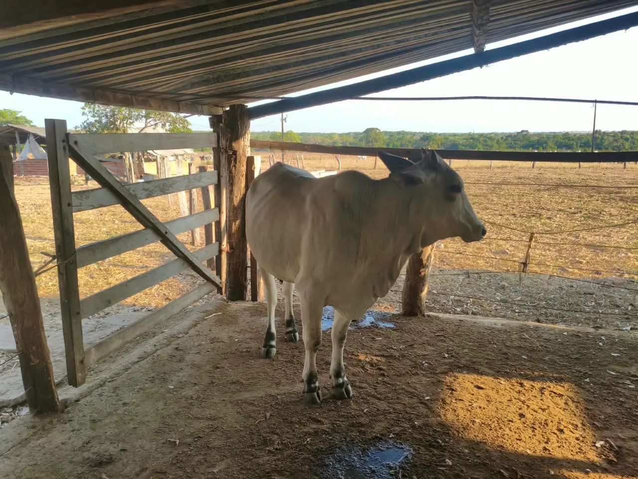Vendo Novilhas e Vacas leiteiras  - Foto 5