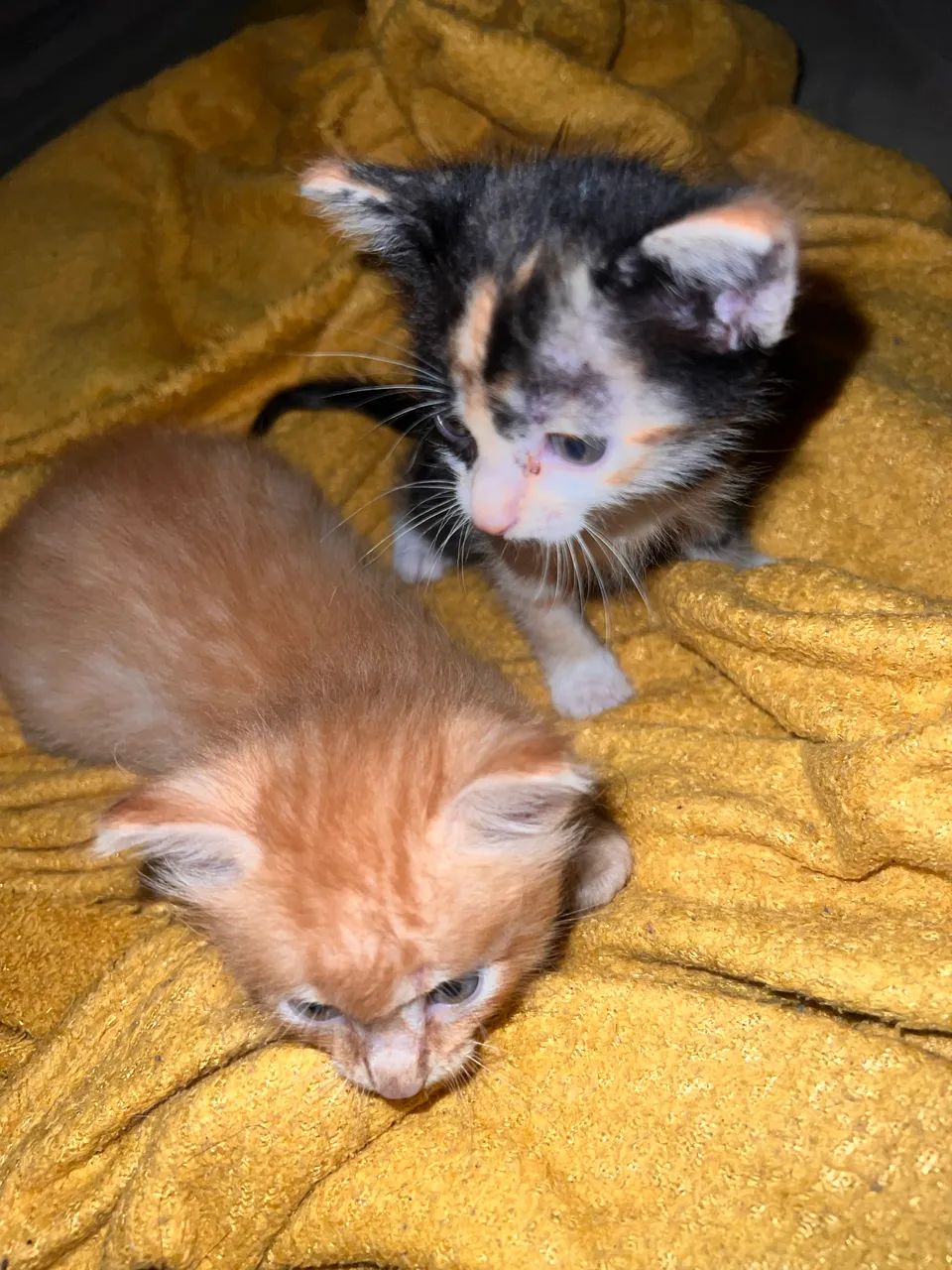 Gatos para adoção 