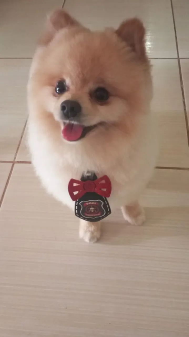 Spitz alemão - Foto 5