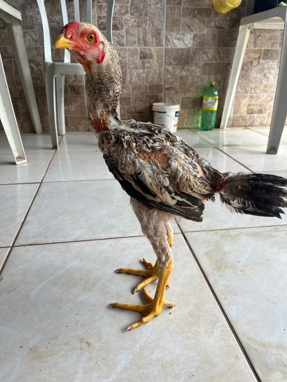 Vendo filhotes de Índio gigante  - Foto 2