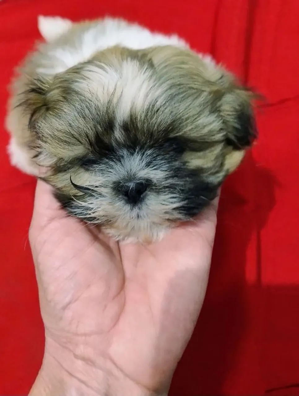 Shitzu mini - Foto 3